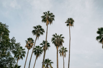 Low angle view of coconut palm trees against sky