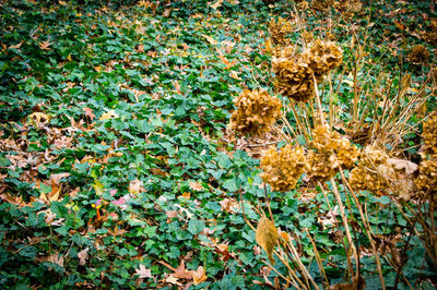 High angle view of flowering plants on field