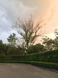 Road by trees against sky