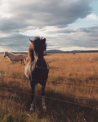 Horse standing on field against sky