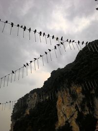 Low angle view of birds flying against sky