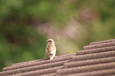 Close-up of bird perching on roof