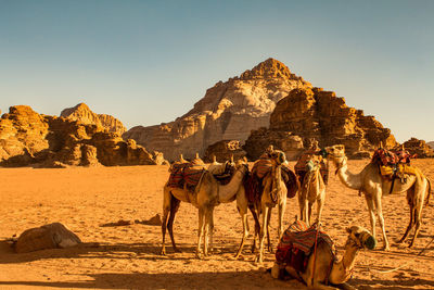 Camels in desert against clear sky