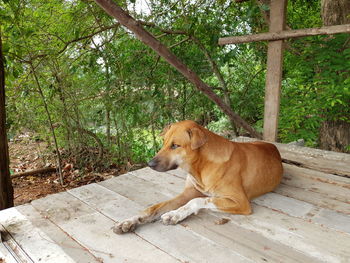 View of a dog looking away