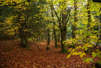 Trees growing in forest during autumn