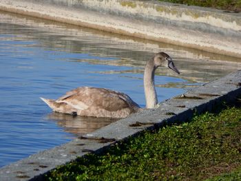 Side view of a swan swimming in lake