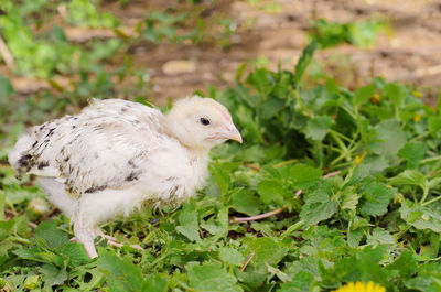 Close-up of a bird on field