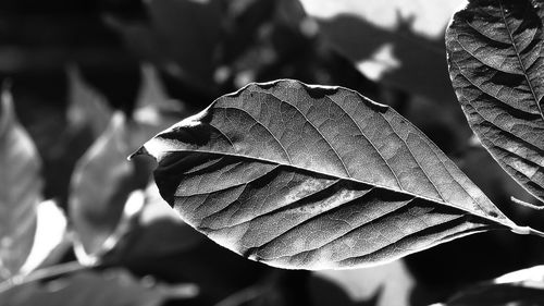 Close-up of dried leaves