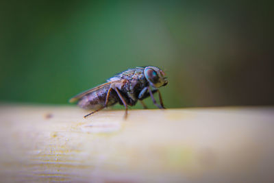 Close-up of fly