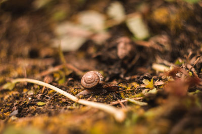 Close-up of snail on land