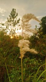 plant