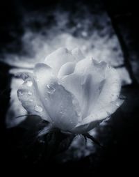 Close-up of water drops on flower