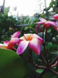Close-up of day lily blooming outdoors
