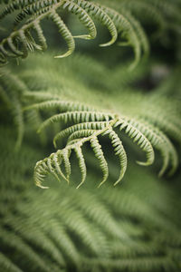 Detail shot of fern leaf