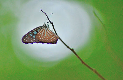 Close-up of butterfly on leaf