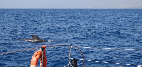 Boat sailing in sea