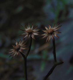 Close-up of flowers