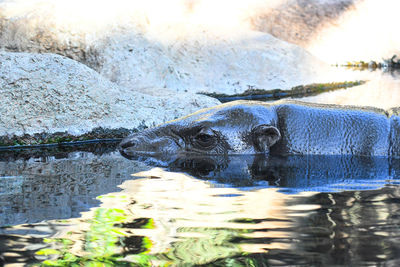 Close-up of hippopotamus in lake