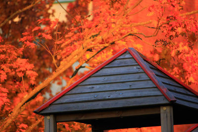 View of house during autumn