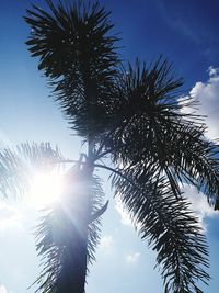 Low angle view of palm tree against sky