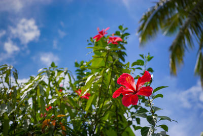 Low angle view of red flowering plant