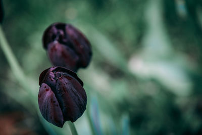 Close-up of purple flower growing on plant