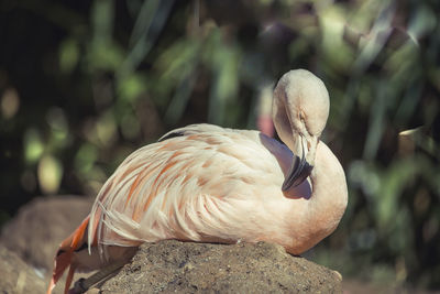 Close-up of bird perching on rock