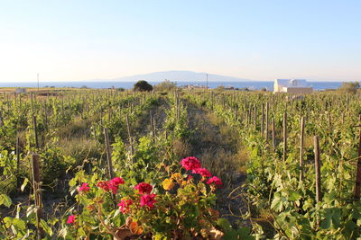 Plants growing on field against clear sky