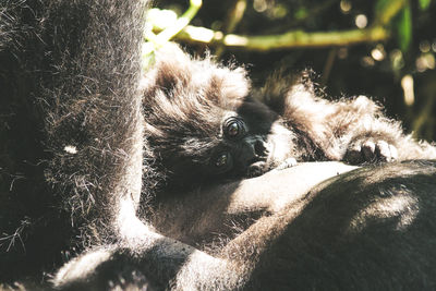 Close-up of monkey on sunny day