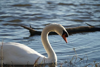 Swan in lake