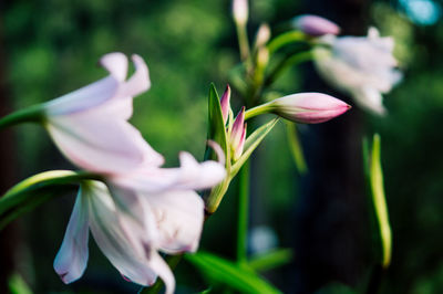 Close-up of pink flowering plant