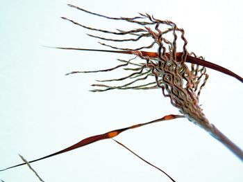 Low angle view of plant