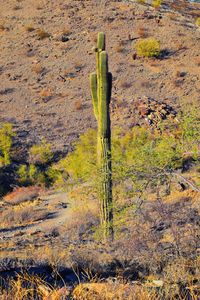 Cactus saguaro carnegiea gigantea, south mountain park preserve, pima canyon, phoenix arizona desert