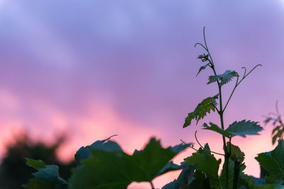 Close-up of flowering plant against sky