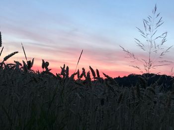 Silhouette plants on field against sky during sunset