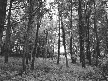 Trees in forest