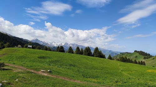 Panoramic shot of trees on field against sky