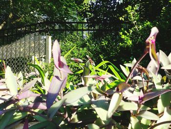 Flower tree against plants