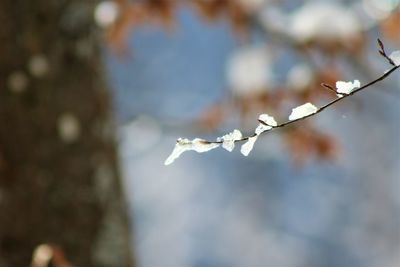 Close-up of frozen plant during winter