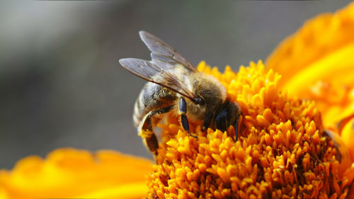 Close-up of honey bee pollinating on yellow flower