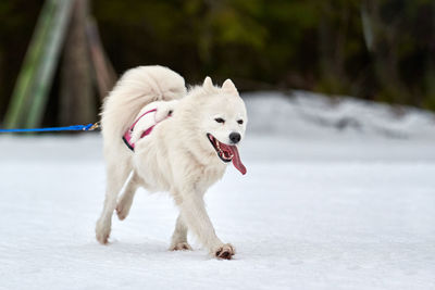 White dog running on snow