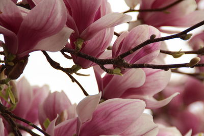 Close-up of pink cherry blossom