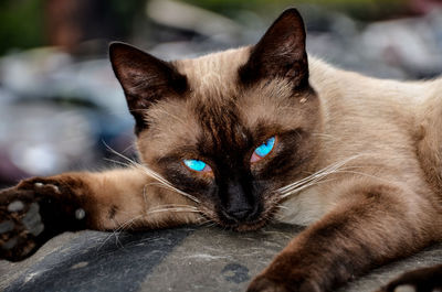 Close-up portrait of cat relaxing outdoors