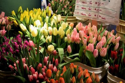 Close-up of tulips