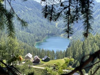 High angle view of trees in forest