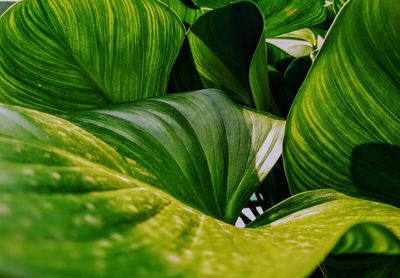 Close-up of green leaves