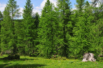 View of pine trees in forest