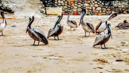 Having breakfast with pelicans in mexico