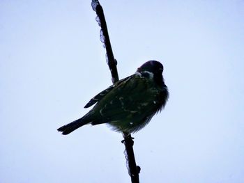 Low angle view of bird perching on branch against sky