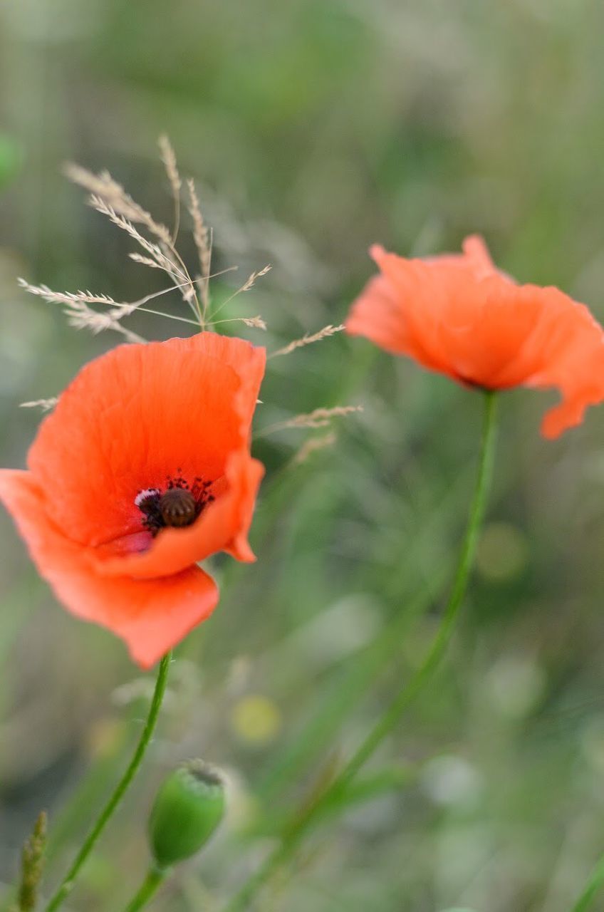 CLOSE-UP OF RED POPPY GROWING ON PLANT